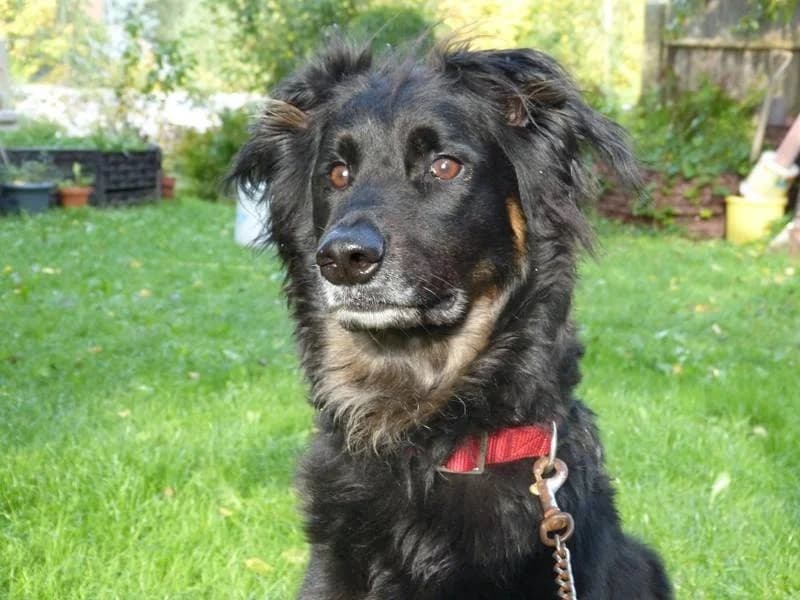 Zuma, male senior Doberman for adoption at Tierheim Schkortitz, Grimma
