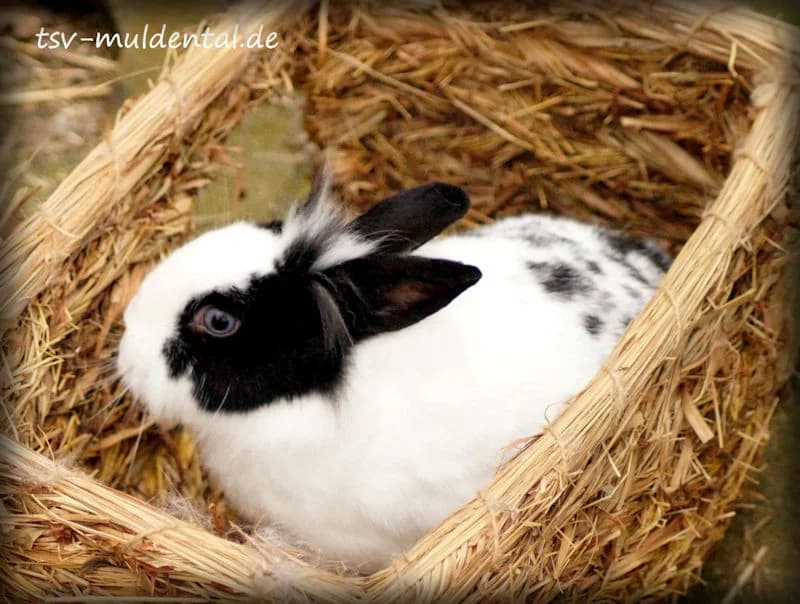 Pep, male senior Mixed Breed for adoption at Tierheim Schkortitz, Grimma