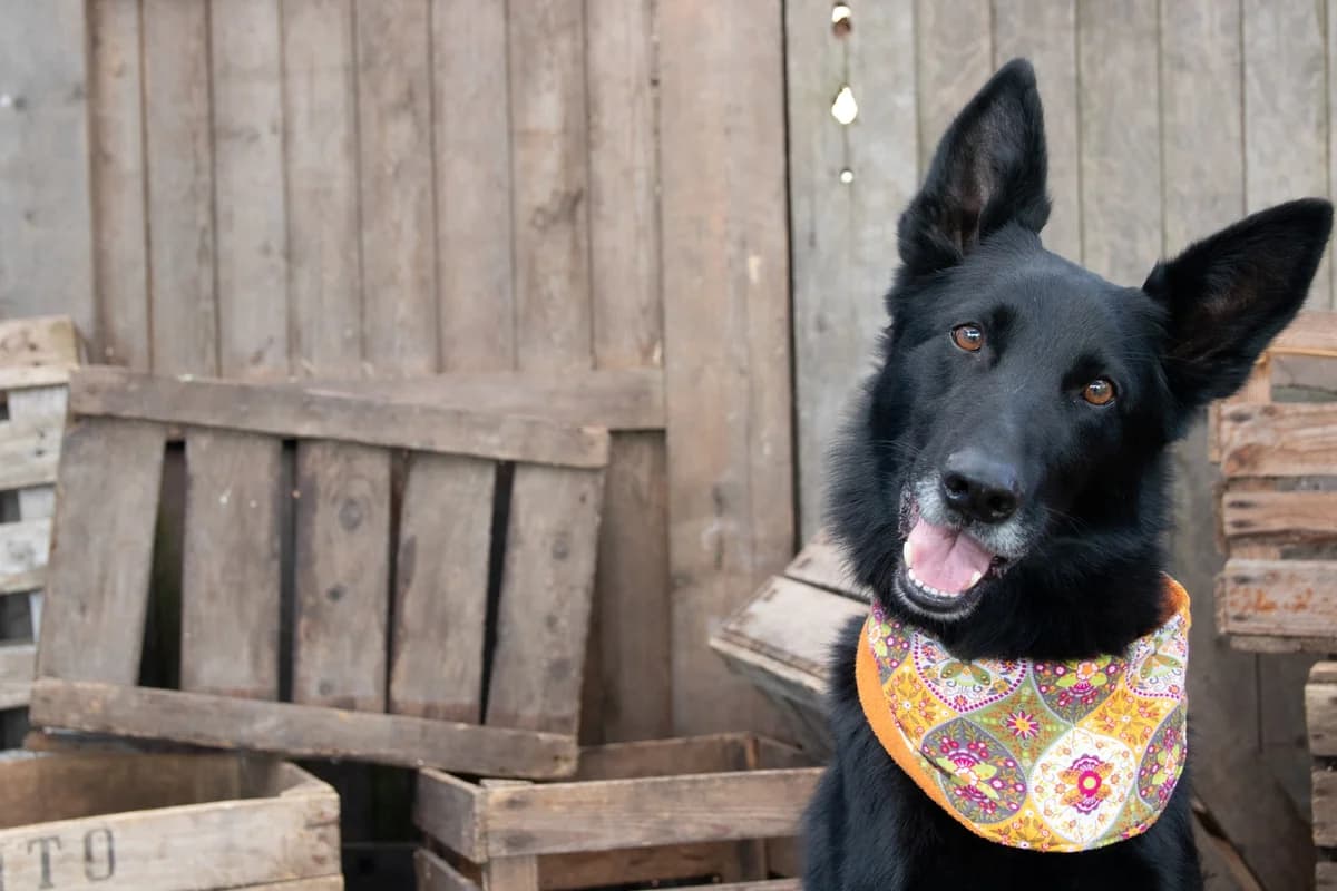 Deutscher Schäferhund Heinrich –, male senior Mixed Breed for adoption at Tierheim Schkortitz, Grimma