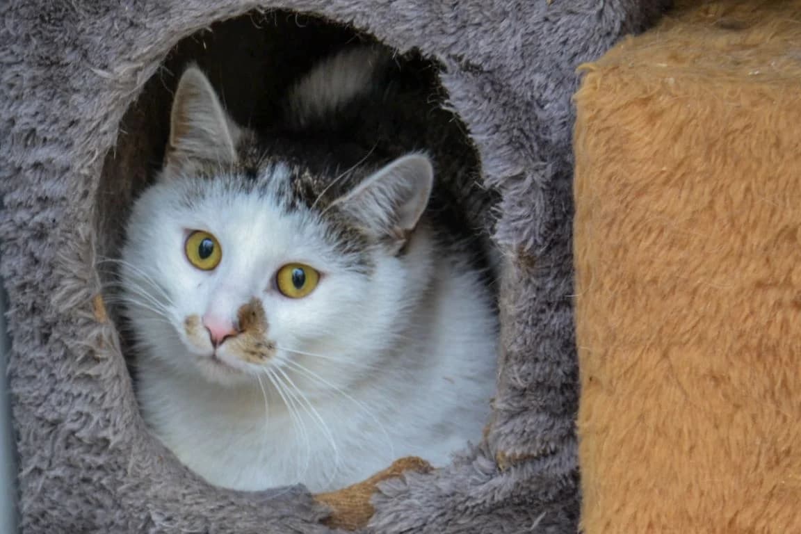 Tom – schüchterner Wohnungskater auf der Suche, male Mixed Breed for adoption at Tierheim Schkortitz, Grimma