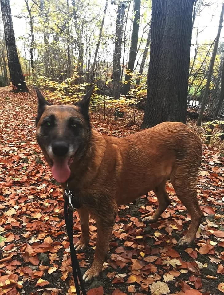 Malinois Maali – Liebe auf vier Pfoten, male Mixed Breed for adoption at Tierheim Schkortitz, Grimma