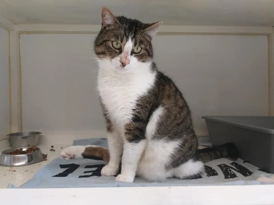 EKH Hook – nur Fliegen ist schöner…, male 5yo Mixed Breed for adoption at Tierheim Schkortitz, Grimma