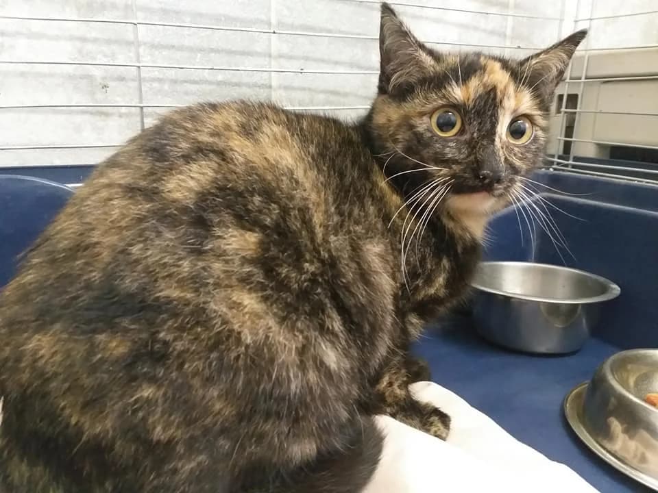 EKH Benita – schüchtern, aber nicht hoffnungslos, female 5yo Mixed Breed for adoption at Tierheim Schkortitz, Grimma