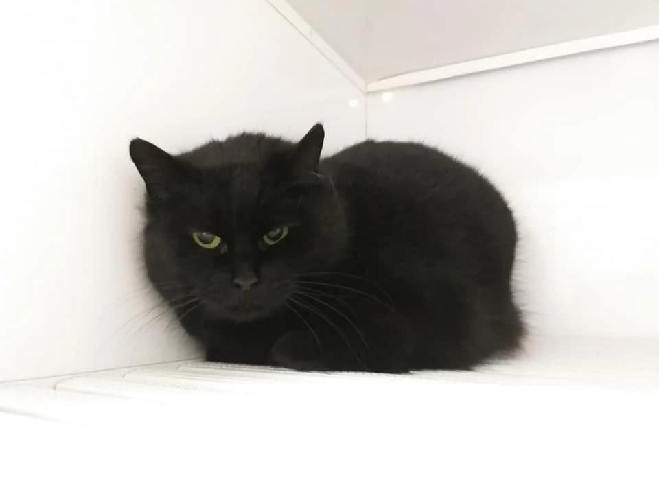 EKH Ömmel – Job als Mäusefänger gesucht…, female 5yo Mixed Breed for adoption at Tierheim Schkortitz, Grimma
