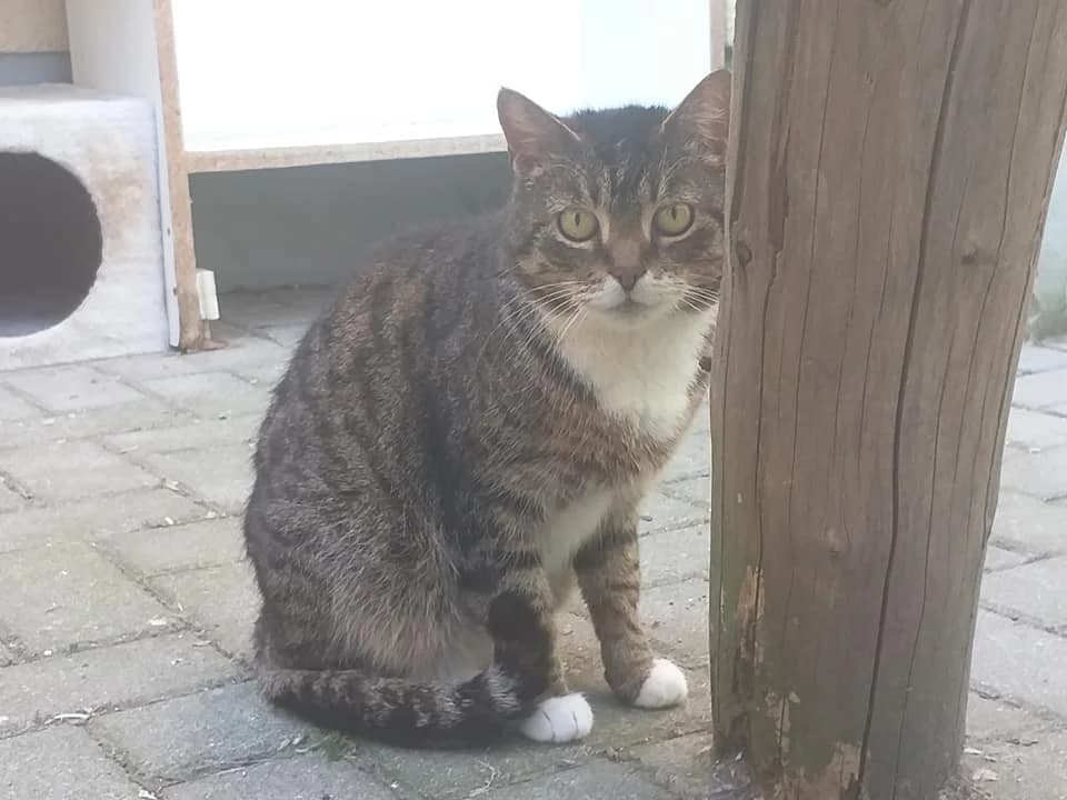 EKH Tizian – siehst Du mich nicht seh ich Dich nicht, male 5yo Mixed Breed for adoption at Tierheim Schkortitz, Grimma