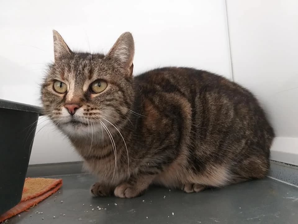 EKH Lina – sanfte Katzendame für gemeinsame Kuschelstunden, female 5yo Mixed Breed for adoption at Tierheim Schkortitz, Grimma