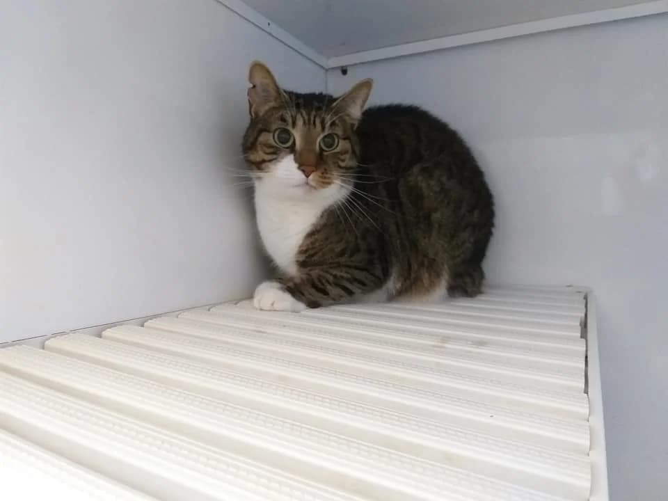 EKH Lucy – Katzendiva mit Charakter, female 5yo Mixed Breed for adoption at Tierheim Schkortitz, Grimma