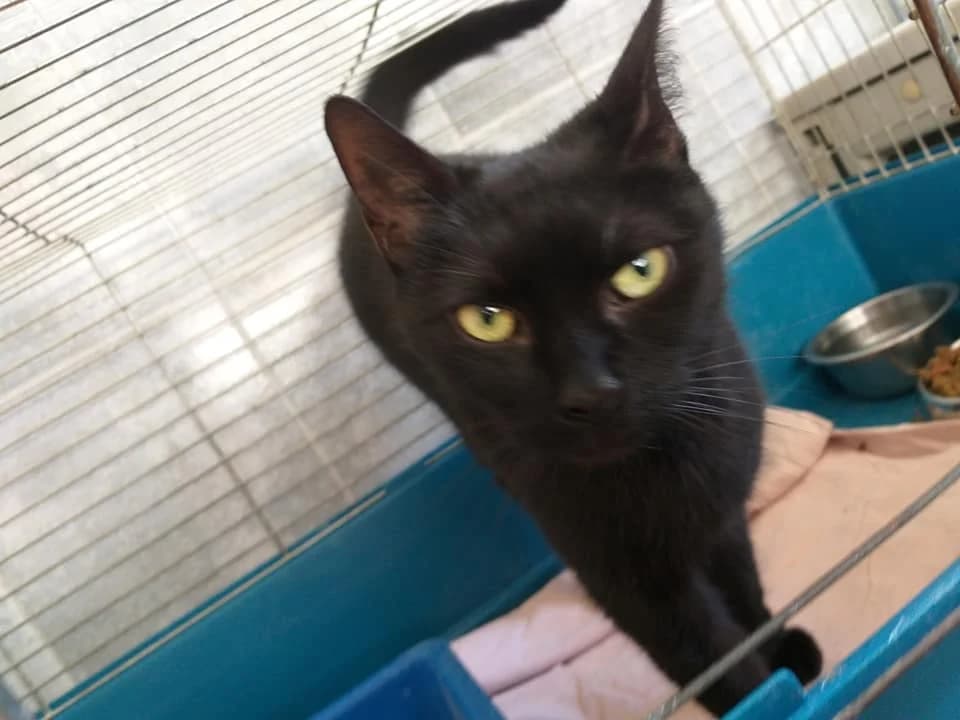 EKH Minette – schwarz und oho, female 5yo Mixed Breed for adoption at Tierheim Schkortitz, Grimma