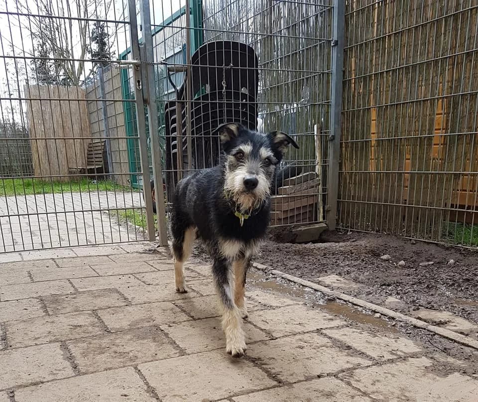 Schnauzermix Fietje – Ausbildungsplatz gesucht, male 5yo Mixed Breed for adoption at Tierheim Schkortitz, Grimma