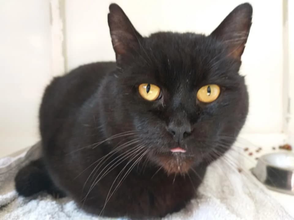 EKH Pfiff – Handicupkater mitt Pfiff, male 5yo Mixed Breed for adoption at Tierheim Schkortitz, Grimma