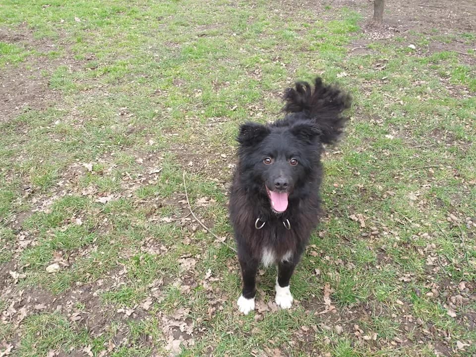 Mix Tango – schwarzer Weichflorteppich auf vier Pfötchen, male 5yo Mixed Breed for adoption at Tierheim Schkortitz, Grimma