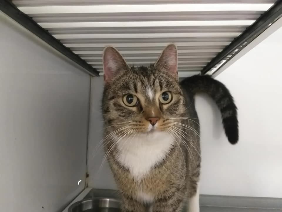 EKH Tigris – das musste mal gesagt werden, female 5yo Mixed Breed for adoption at Tierheim Schkortitz, Grimma