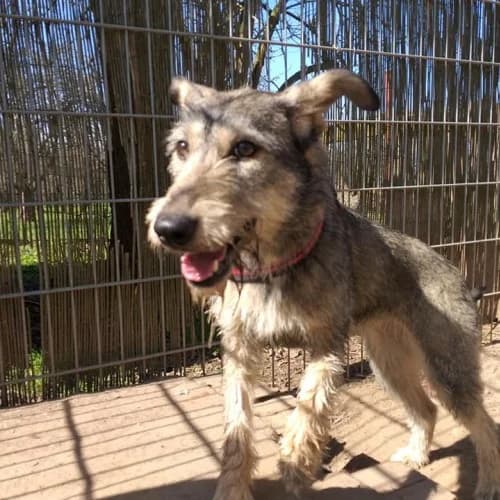Schnauzermixhündin Lila – Lilalaunebärchen im Hasenkostüm, female 5yo Mixed Breed for adoption at Tierheim Schkortitz, Grimma