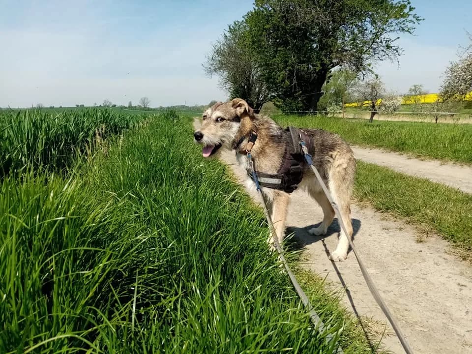 Professor Fips – Studienanwärter für ein schönes Hundeleben, male 5yo Mixed Breed for adoption at Tierheim Schkortitz, Grimma