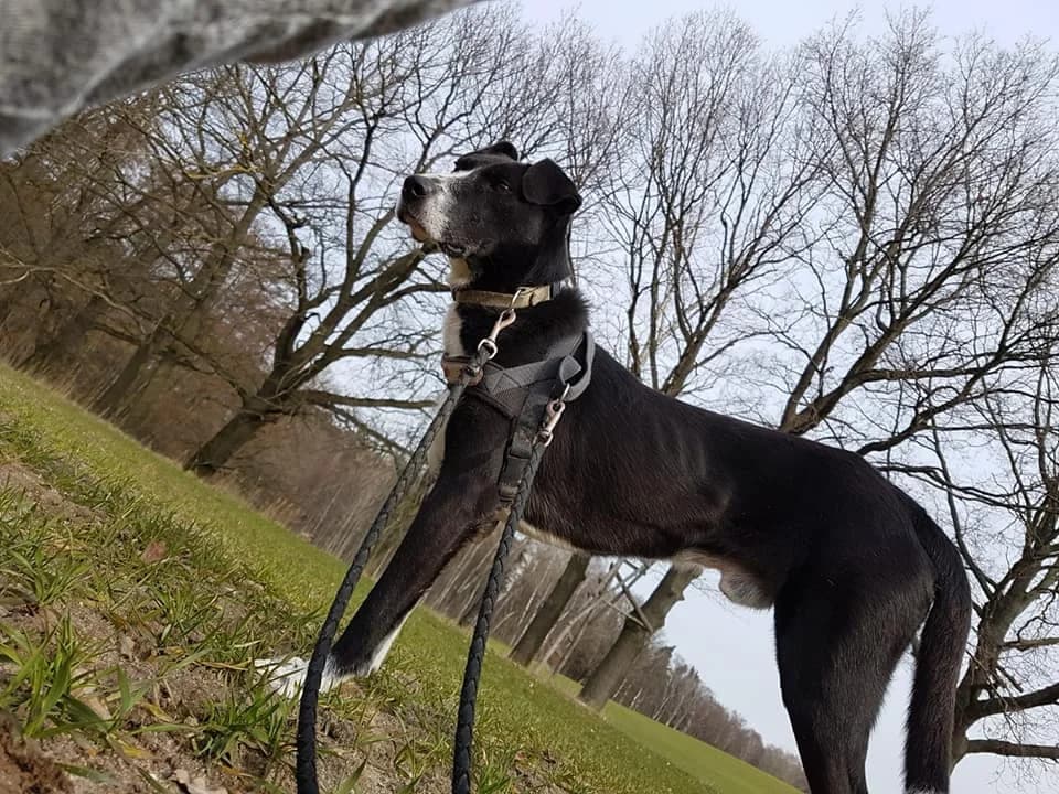 Shar Pei Mix Calimero – Flucht nach vorn ist auch ein Weg, male Mixed Breed for adoption at Tierheim Schkortitz, Grimma