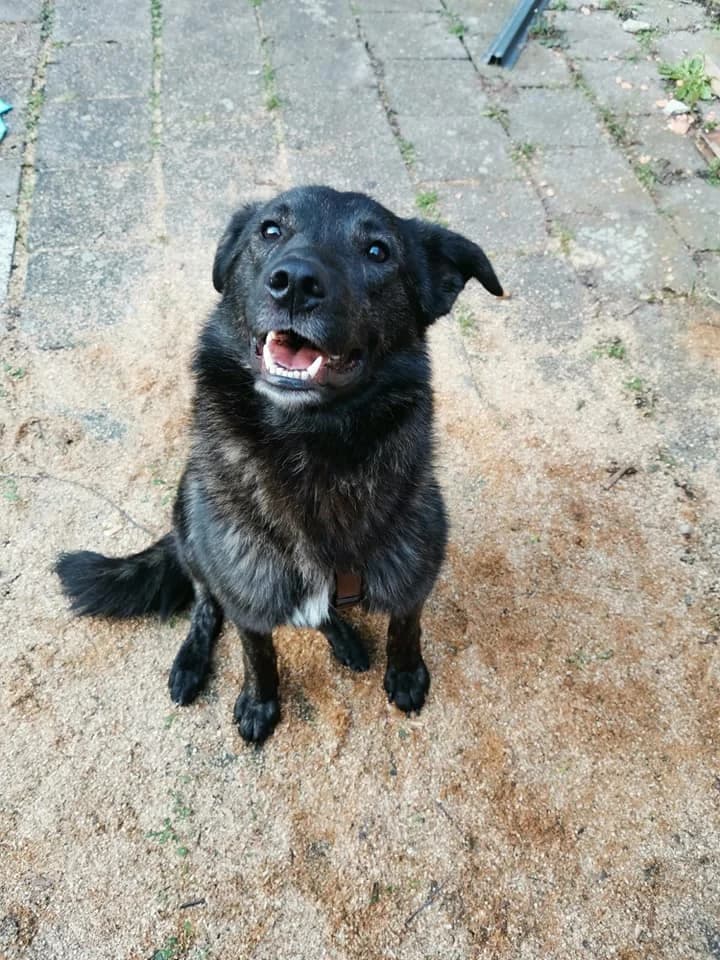 Mischling Johann – Lehrstelle fürs Leben gesucht, male 5yo Mixed Breed for adoption at Tierheim Schkortitz, Grimma