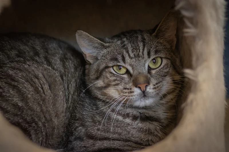 Tiamo-Tiger – Liebe geht durch den Magen, male Mixed Breed for adoption at Tierheim Schkortitz, Grimma