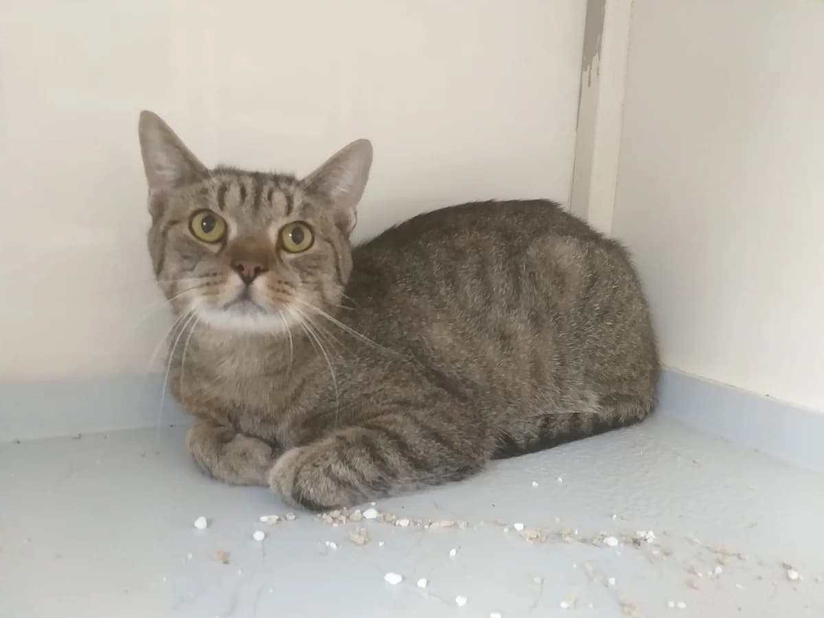 Goliath – Abendstund hat Gold im Mund, male 4yo Mixed Breed for adoption at Tierheim Schkortitz, Grimma