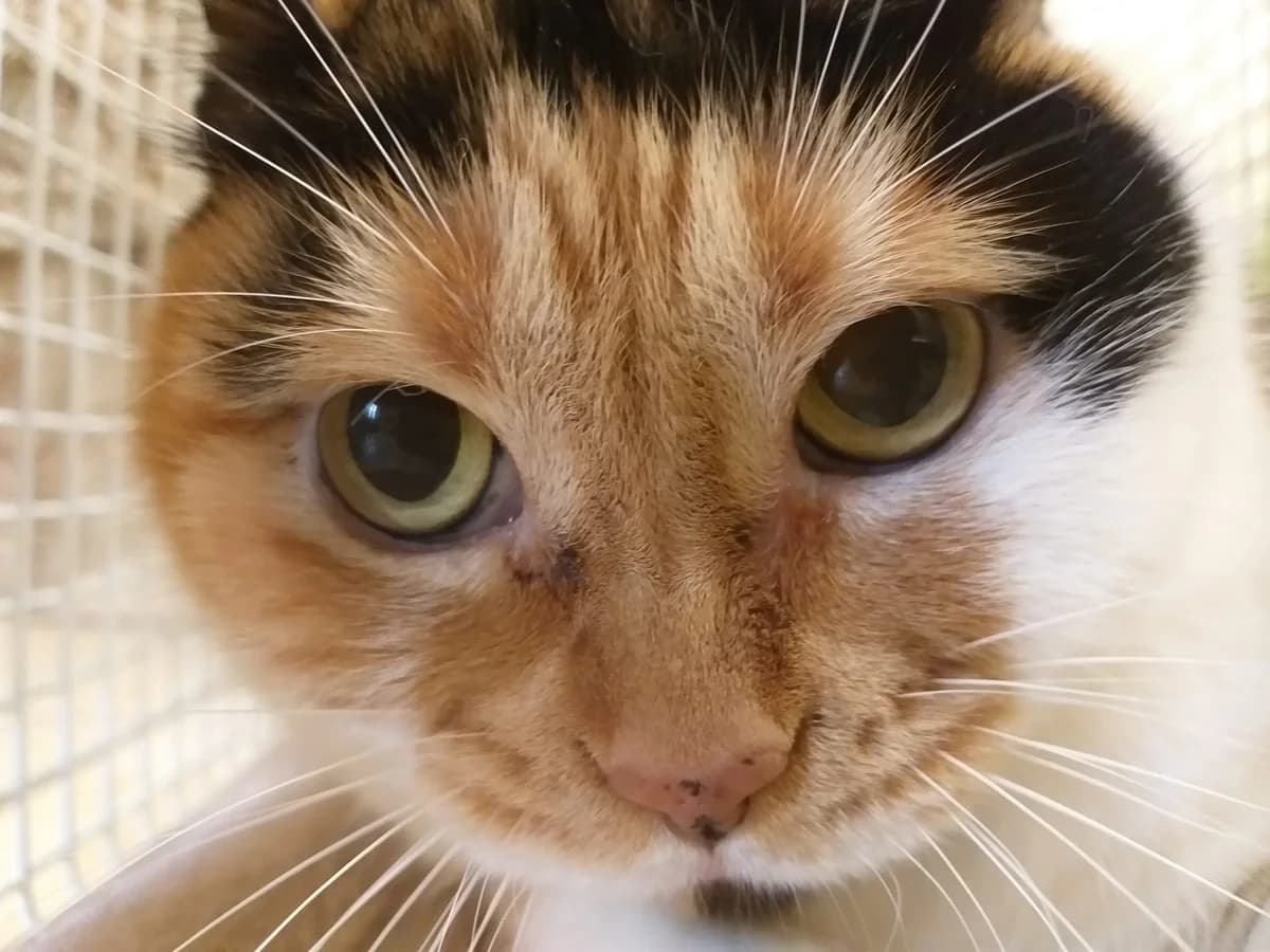Gisela – geduldige Dosis ohne Erwartungshaltung gesucht, female 4yo Mixed Breed for adoption at Tierheim Schkortitz, Grimma