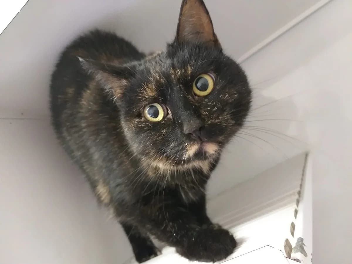 Carola – schüchterne Kuschelschönheit auf der Suche, female 4yo Mixed Breed for adoption at Tierheim Schkortitz, Grimma
