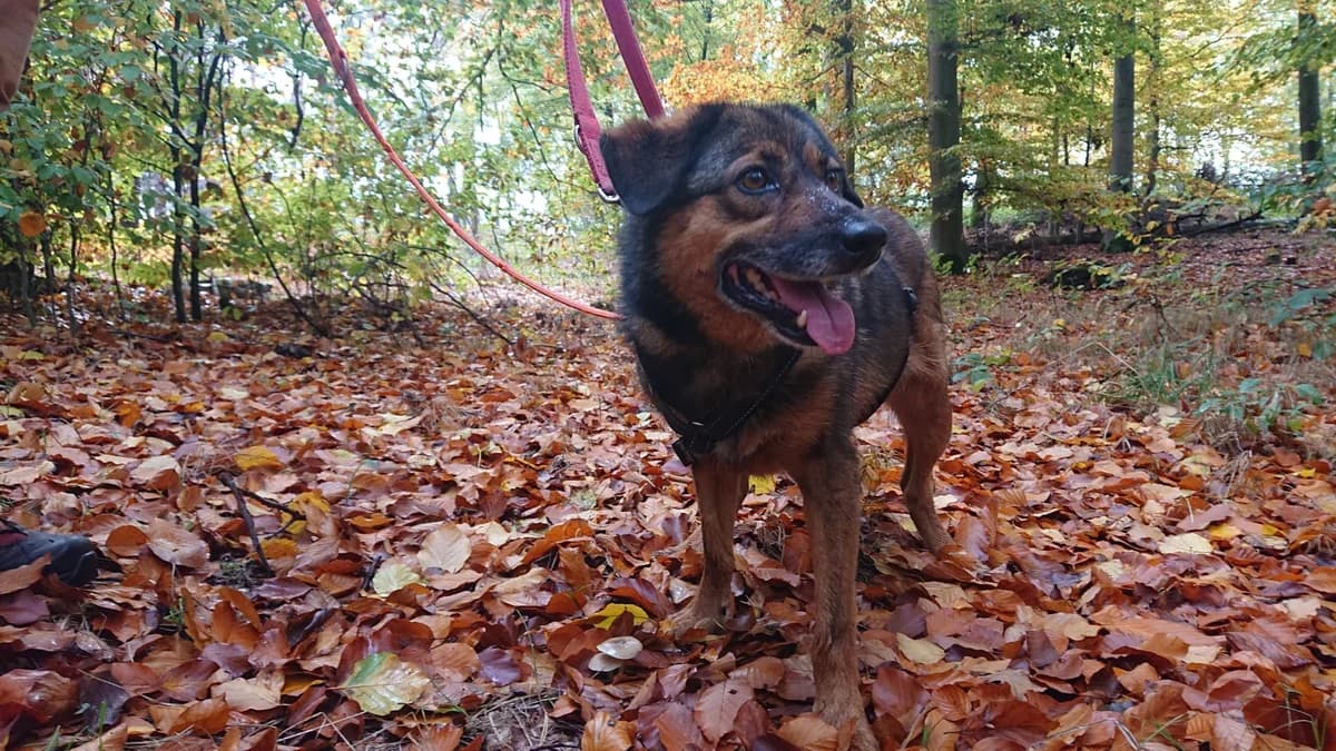 Aisha – Flotte Hummel für gute Laune, male 4yo Mixed Breed for adoption at Tierheim Schkortitz, Grimma