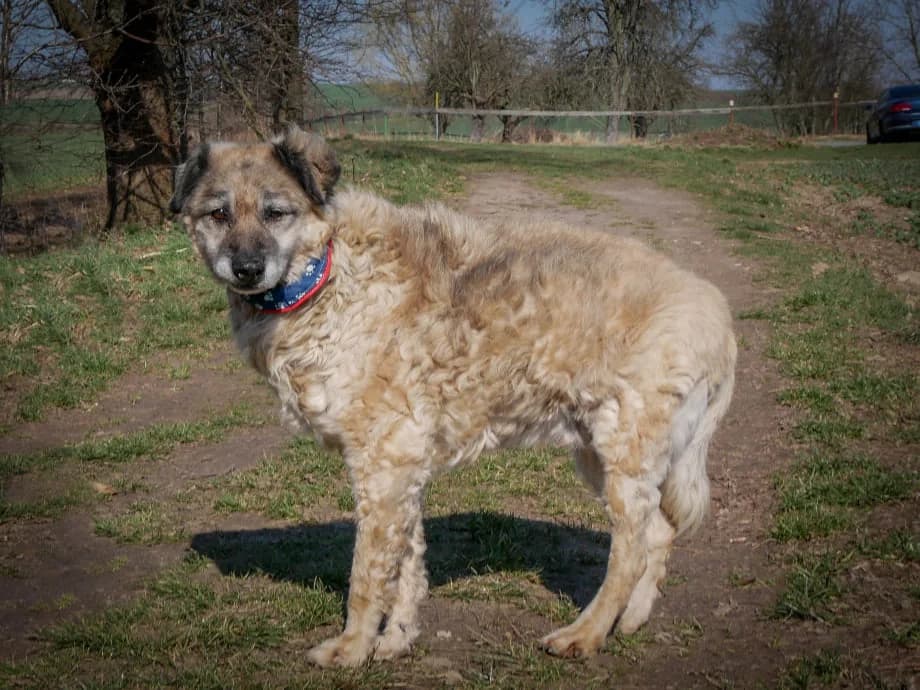 Nico – Schäfchen im Hundepelz, male 4yo Mixed Breed for adoption at Tierheim Schkortitz, Grimma