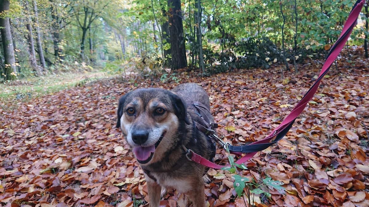 Grace – Flotte Biene für gute Laune, female 4yo Mixed Breed for adoption at Tierheim Schkortitz, Grimma