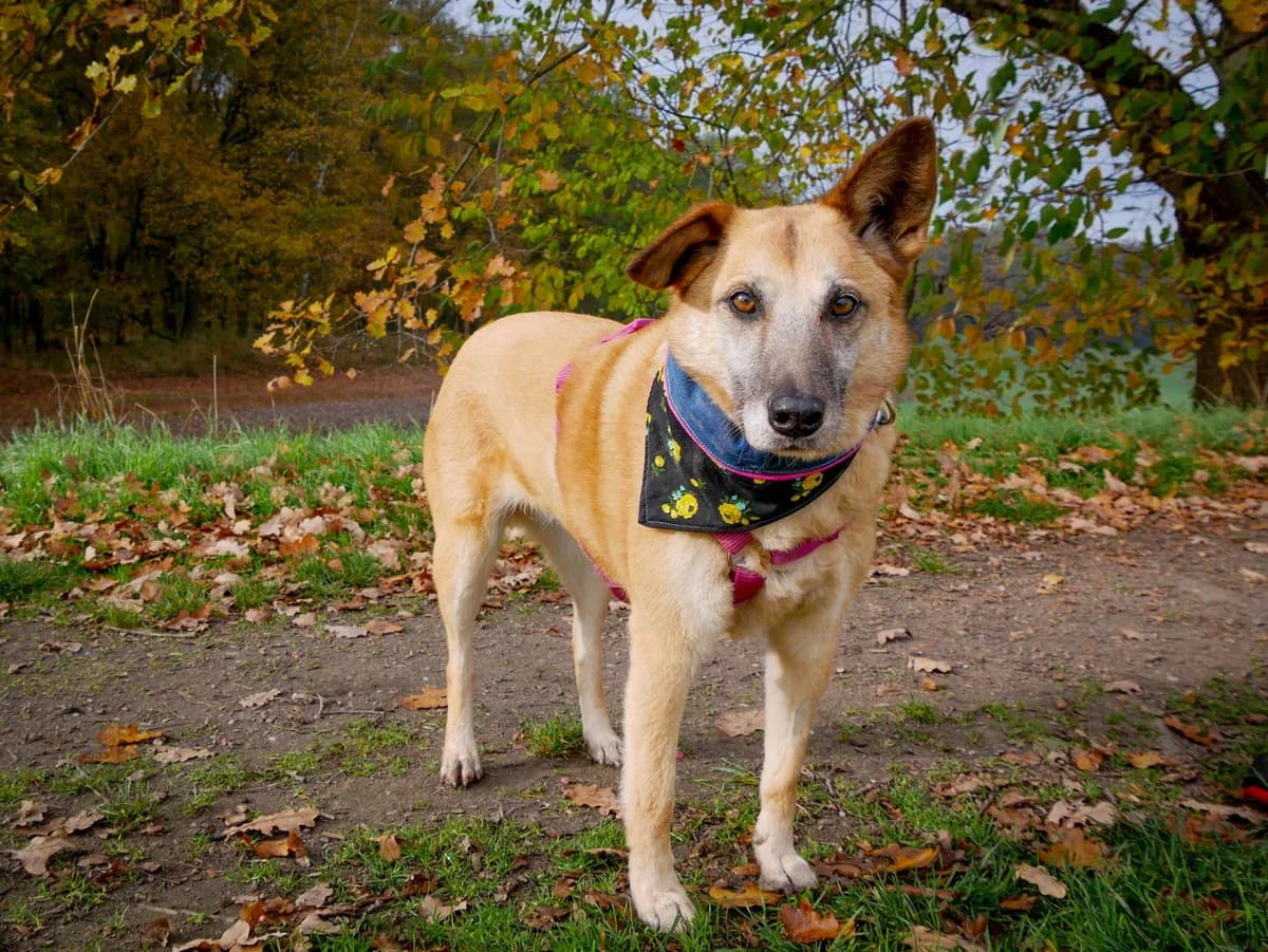 Elisa – fröhliche Federmaus sorgt garantiert gute Laune, female 4yo Mixed Breed for adoption at Tierheim Schkortitz, Grimma