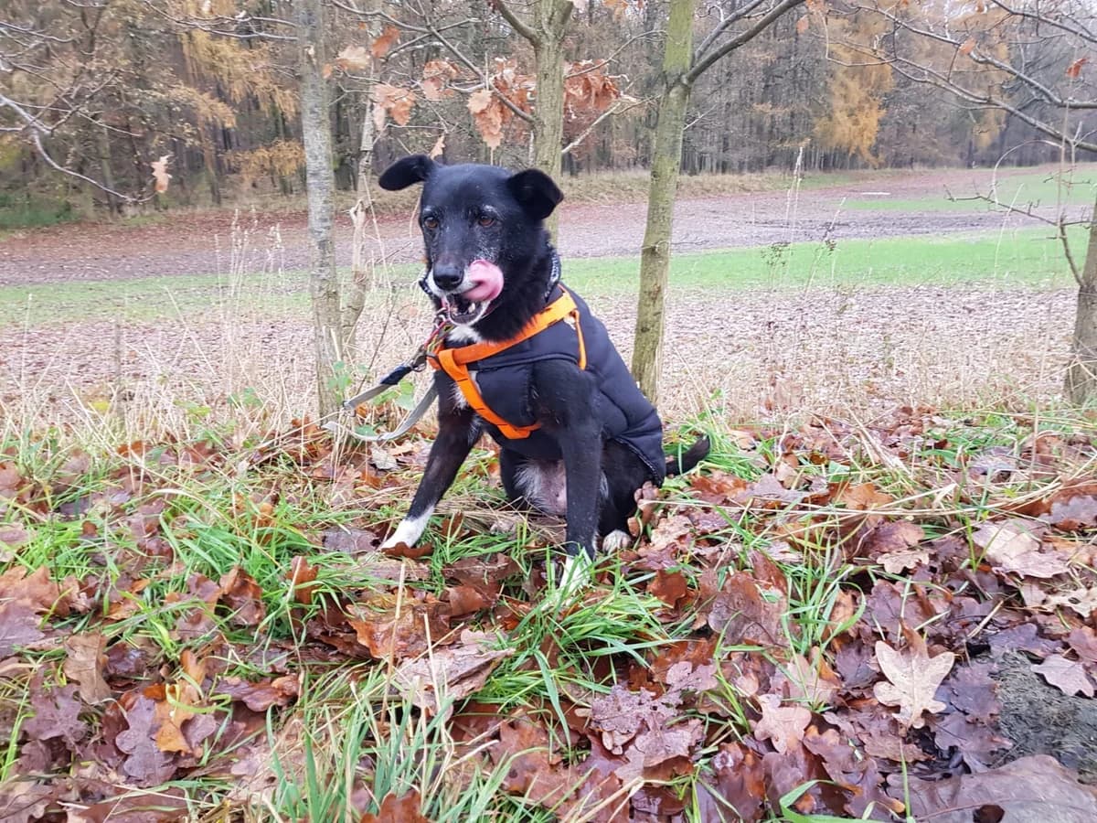Lilly – zierliches Persönchen sucht zauberhaftes Zuhause, female 4yo Mixed Breed for adoption at Tierheim Schkortitz, Grimma