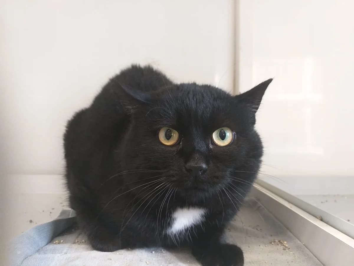 Schnitzel – kuscheln ist nur für Anfänger, male 4yo Mixed Breed for adoption at Tierheim Schkortitz, Grimma