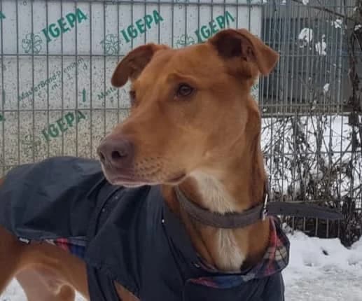Cordoba – süßer Brownie mit Kuschelpotenzial, male Mixed Breed for adoption at Tierheim Schkortitz, Grimma