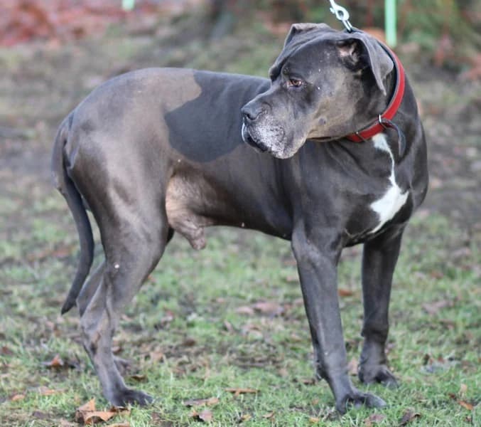 Atilla, female Cane Corso for adoption at Tierheim Schlage