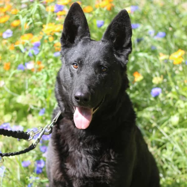 Becky, female German Shepherd for adoption at Tierheim Schlage
