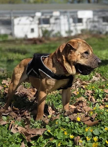 Camillo, male Mixed Breed for adoption at Tierheim Schlage