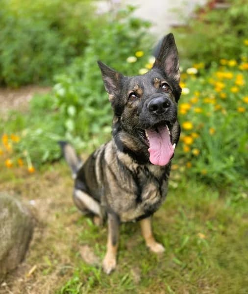 Cora, female Mixed Breed for adoption at Tierheim Schlage
