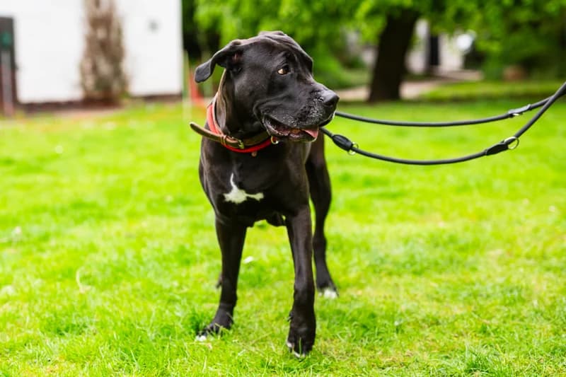 Libby, female Cane Corso for adoption at Tierheim Schlage