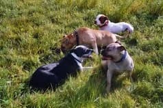 Listenhunde, mixed breed for adoption at Tierheim Schlage