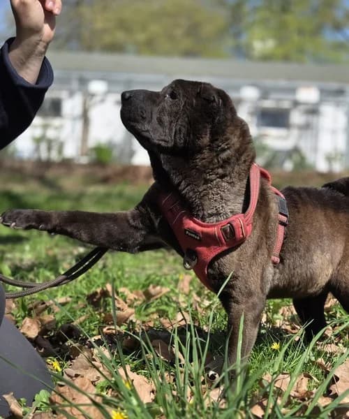Momo, female mixed breed for adoption at Tierheim Schlage