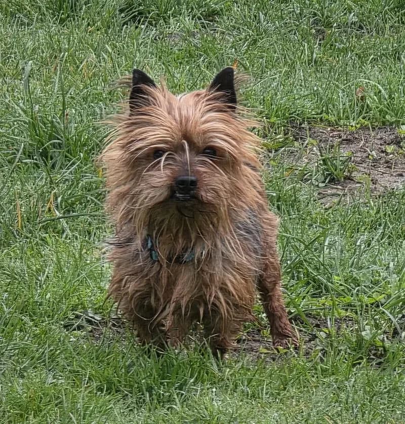 Mori, male senior Yorkshire Terrier for adoption at Tierheim Schleswig