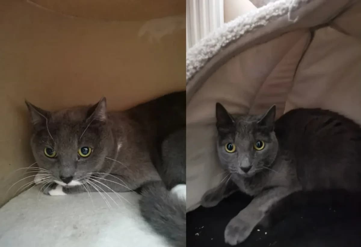 Addi & Luna, female senior Mixed Breed for adoption at Tierheim Schleswig