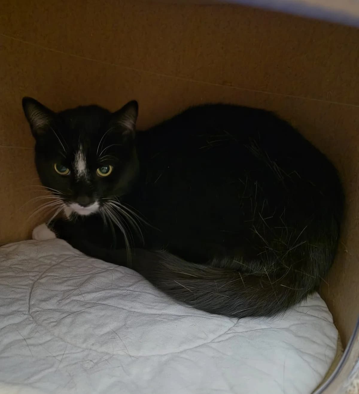 Akari, male senior European Shorthair for adoption at Tierheim Schleswig