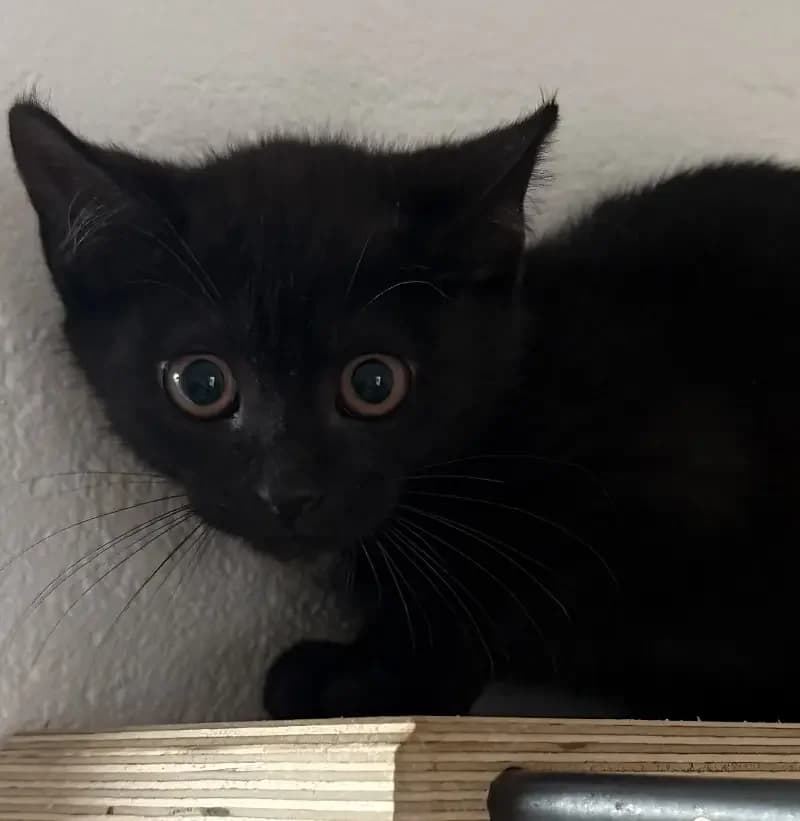 Akira (hat schon Interessenten), female senior European Shorthair for adoption at Tierheim Schleswig
