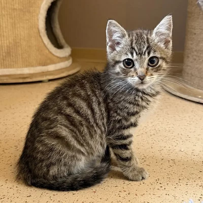 Alfie, male senior European Shorthair for adoption at Tierheim Schleswig
