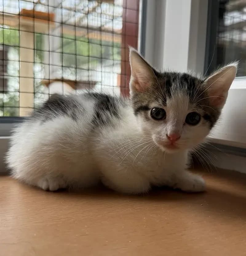 Alvin, male senior Mixed Breed for adoption at Tierheim Schleswig