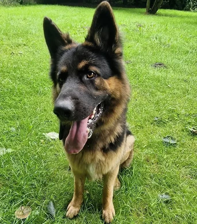 Archie, female German Shepherd for adoption at Tierheim Schleswig