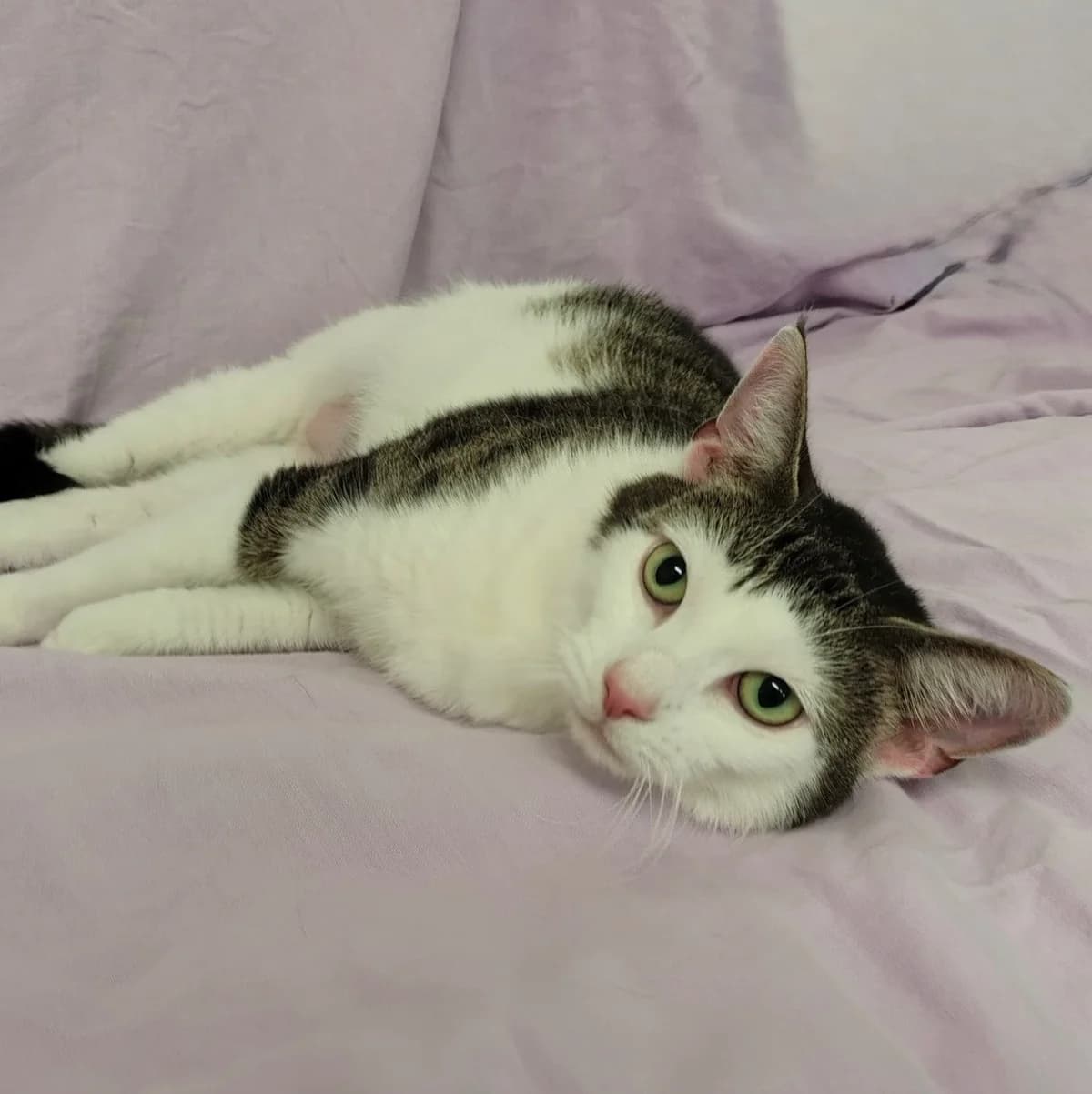 Aurora, female senior European Shorthair for adoption at Tierheim Schleswig