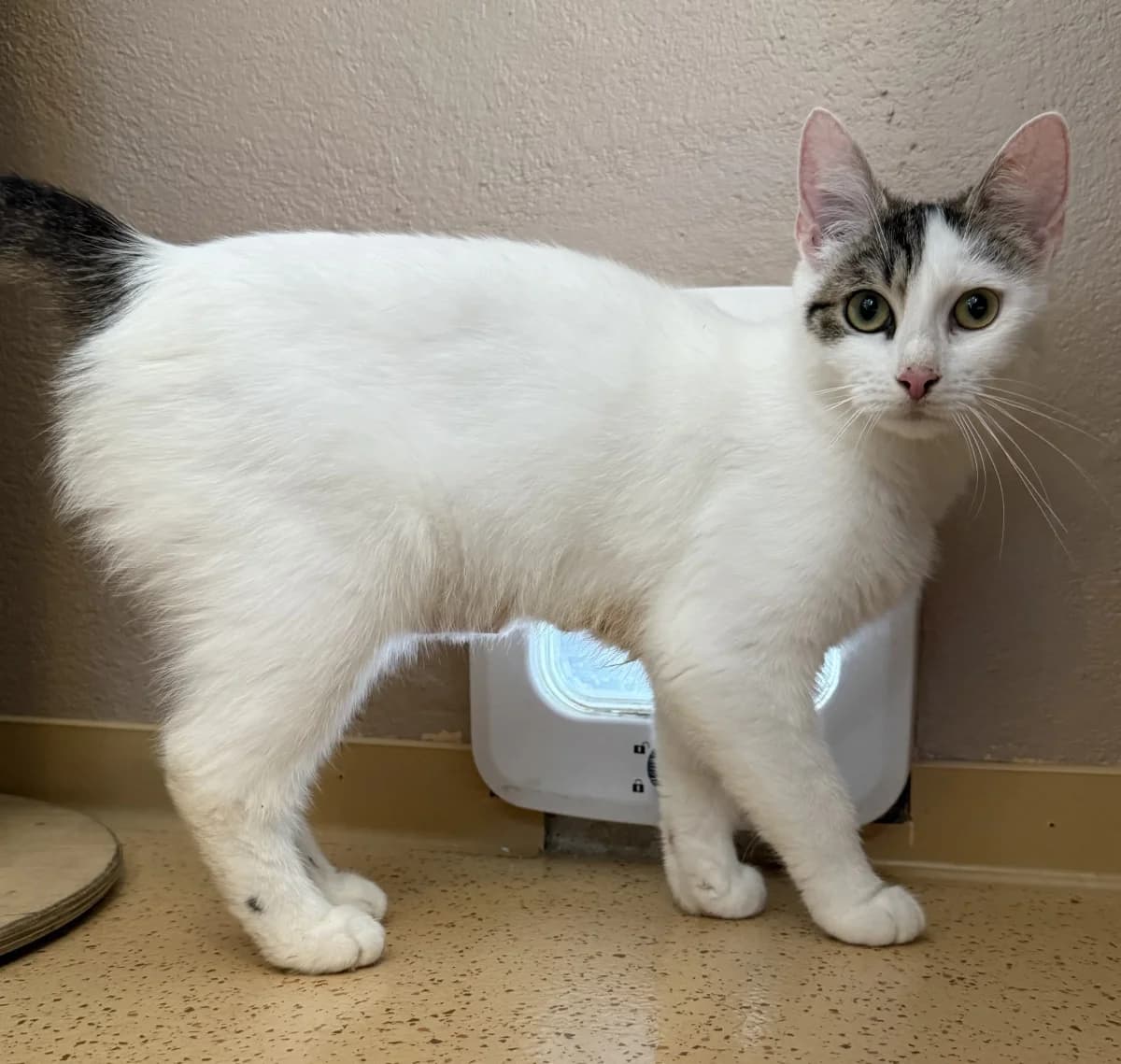 Bailey, female 4yo European Shorthair for adoption at Tierheim Schleswig