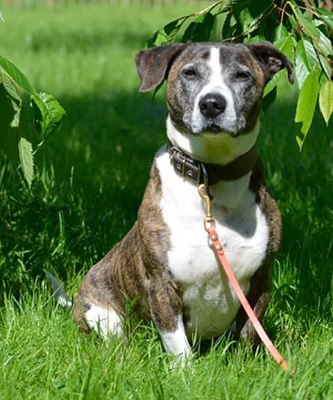 Balou, female senior Pit Bull Terrier for adoption at Tierheim Schleswig