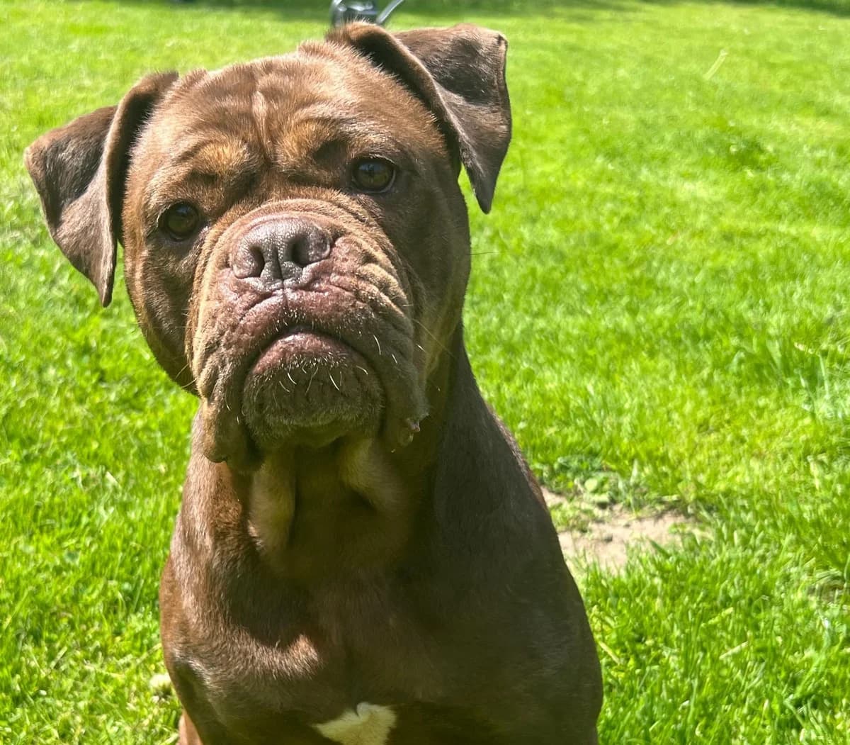 Bonny, female senior Mixed Breed for adoption at Tierheim Schleswig