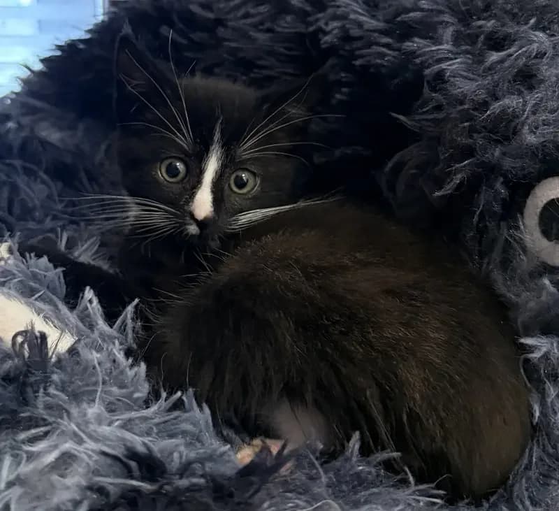 Carlo, male senior European Shorthair for adoption at Tierheim Schleswig